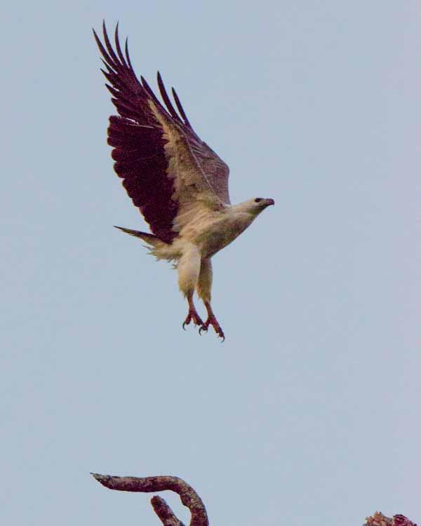 White-bellied Sea-Eagle Photo by Bob Hasenick