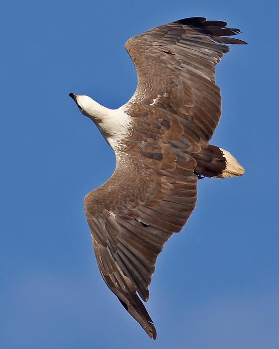 White-bellied Sea-Eagle Photo by Mat Gilfedder