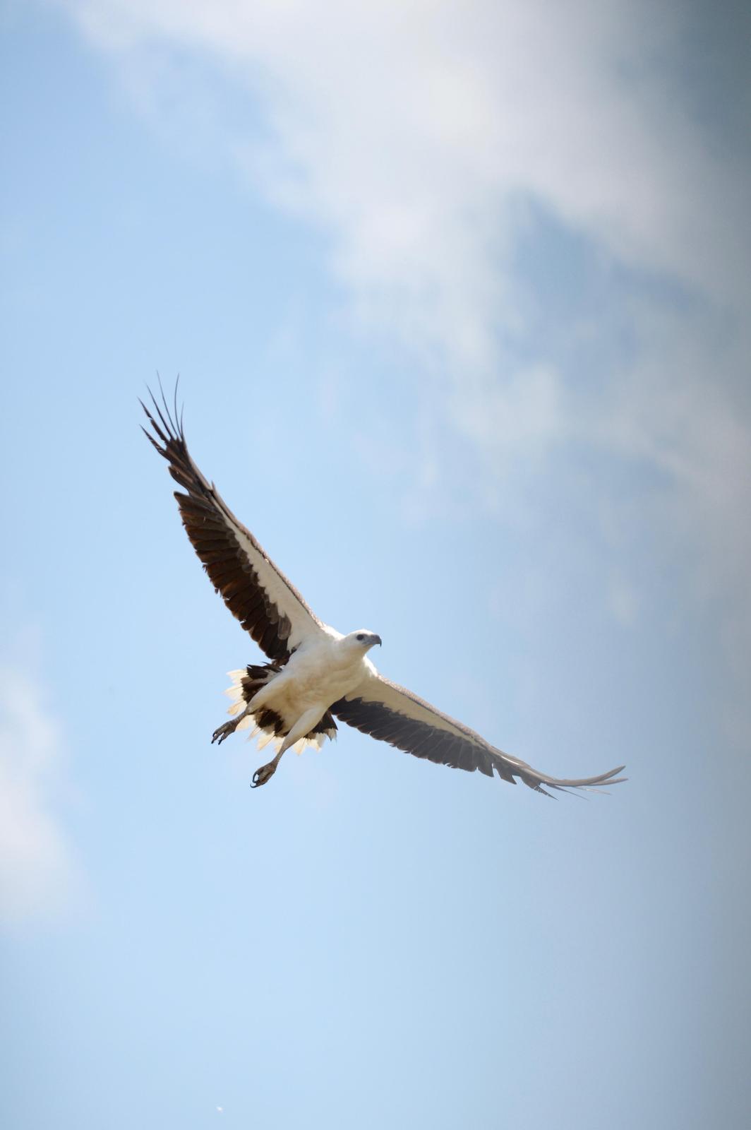 White-bellied Sea-Eagle Photo by marcel finlay