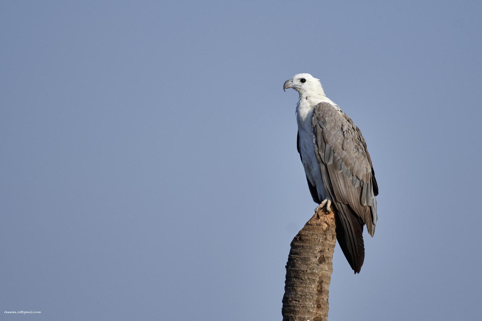 White-bellied Sea-Eagle Photo by Simepreet Cheema