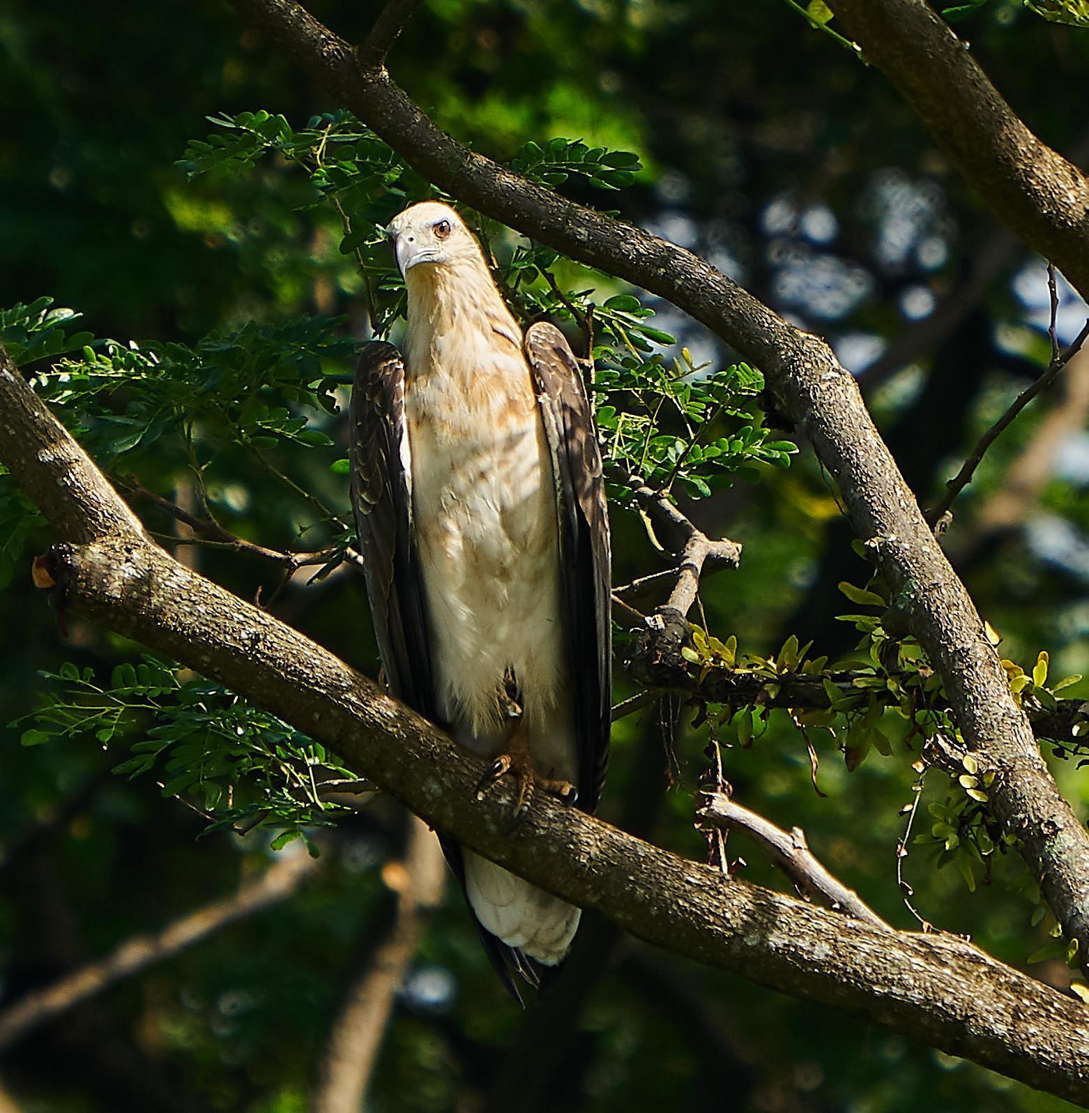 White-bellied Sea-Eagle Photo by Steven Cheong