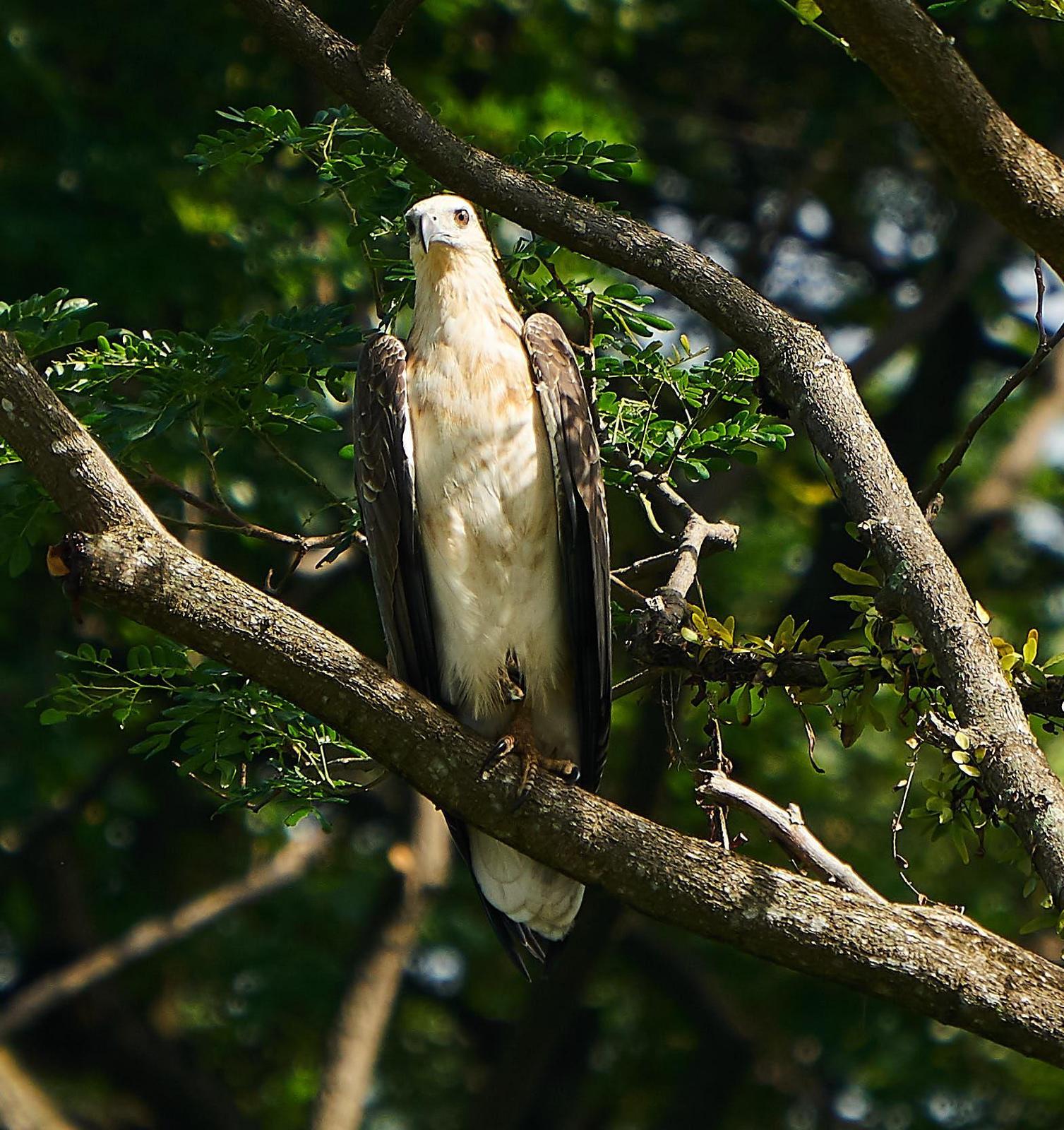 White-bellied Sea-Eagle Photo by Steven Cheong