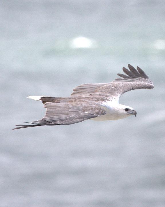 White-bellied Sea-Eagle Photo by Mat Gilfedder