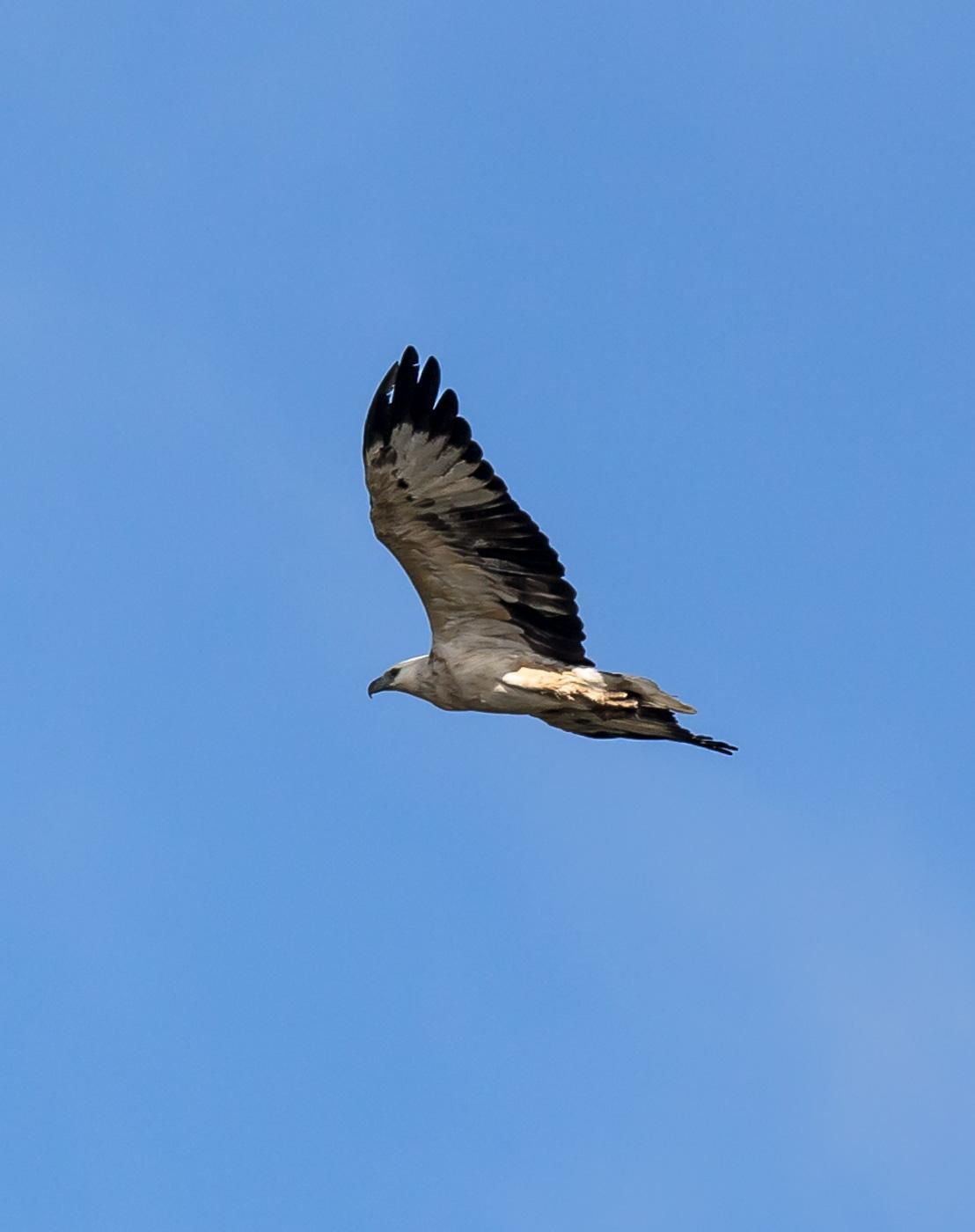 White-bellied Sea-Eagle Photo by Roger Williams