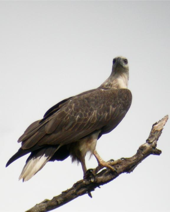 White-bellied Sea-Eagle Photo by Mat Gilfedder