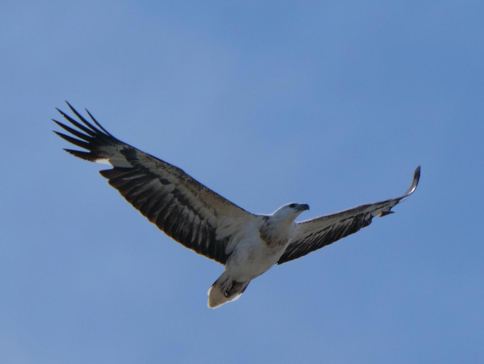 White-bellied Sea-Eagle Photo by Peter Lowe