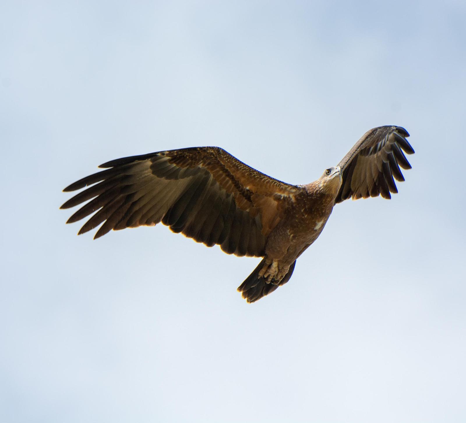 Sanford's Sea-Eagle Photo by Brian Thistleton