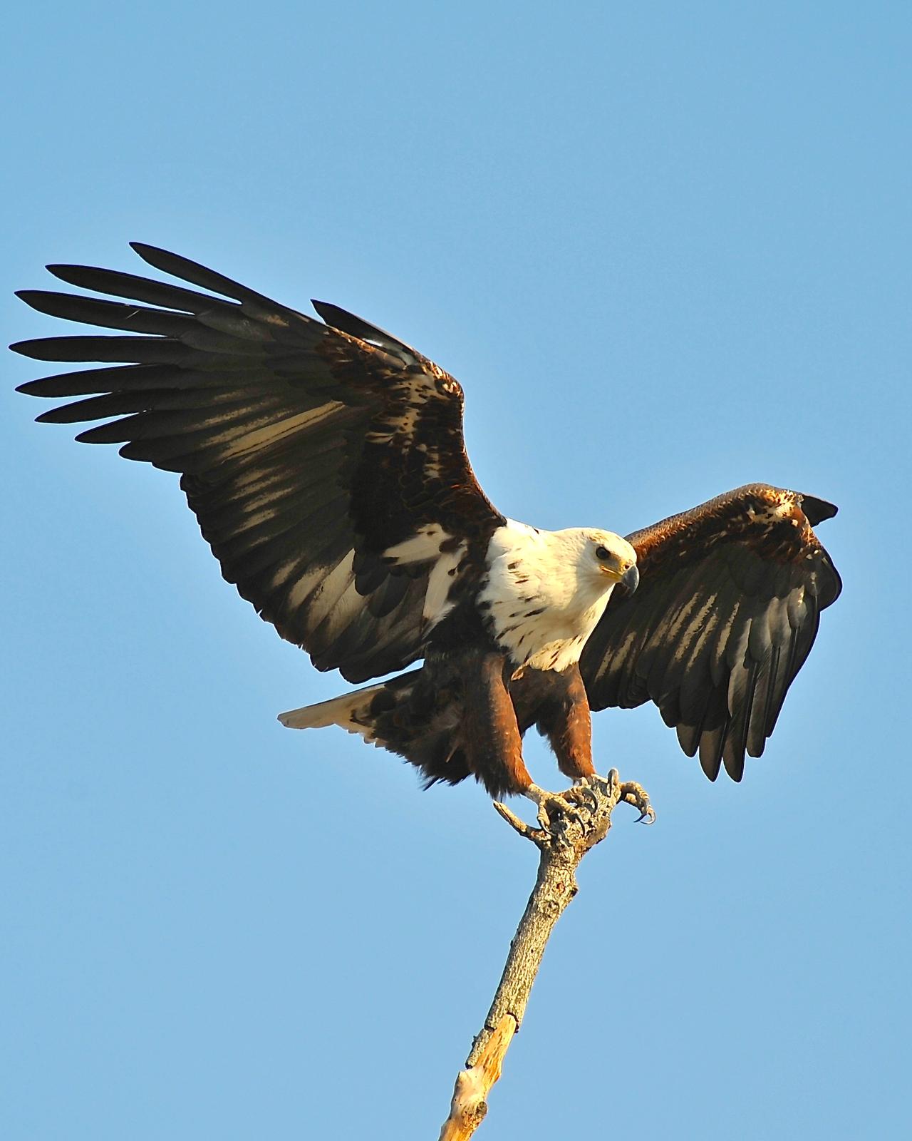 African Fish-Eagle Photo by Gerald Friesen
