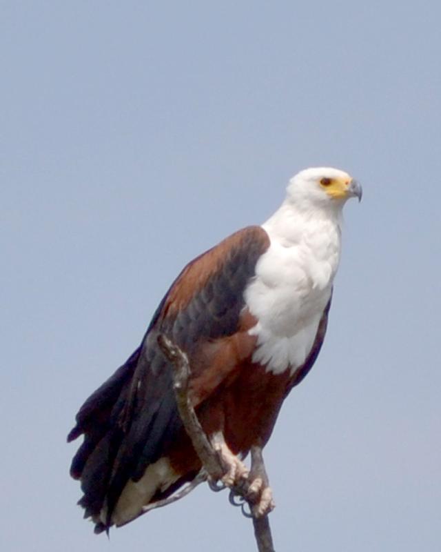 African Fish-Eagle Photo by George Mayfield