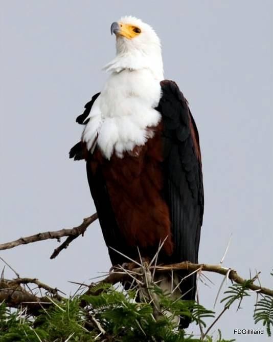 African Fish-Eagle Photo by Frank Gilliland
