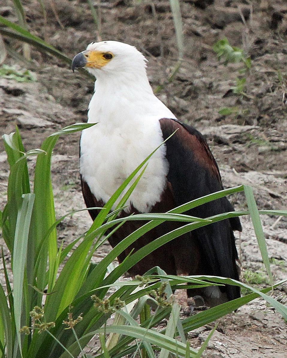 African Fish-Eagle Photo by Robert Polkinghorn