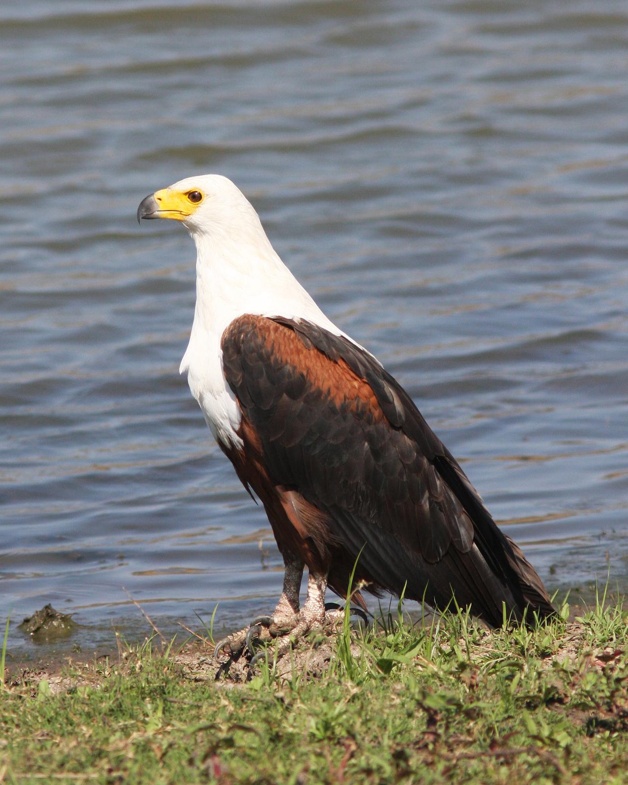 African Fish-Eagle Photo by Henk Baptist