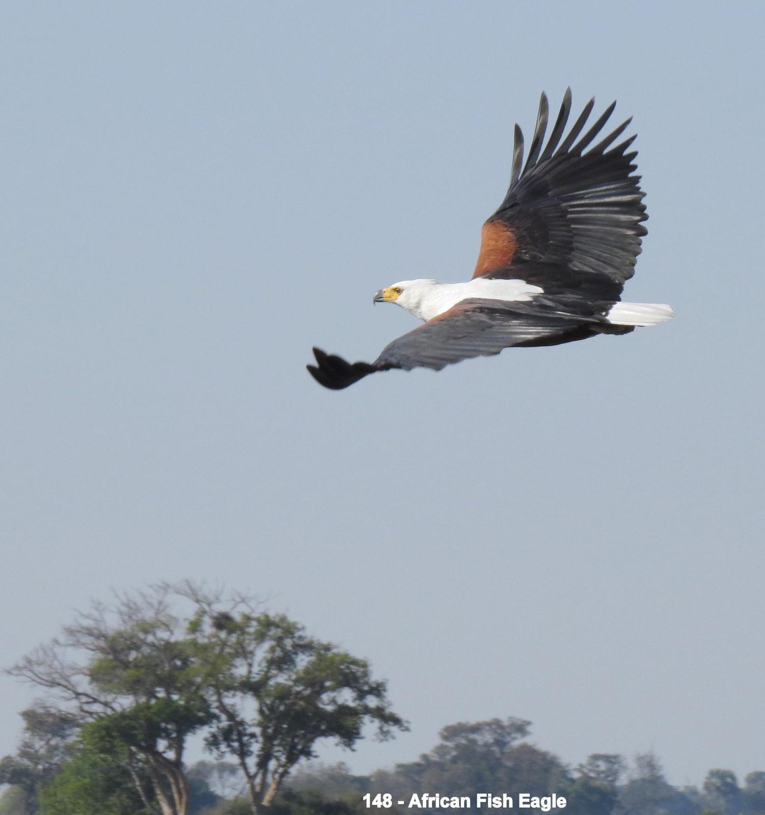 African Fish-Eagle Photo by Richard  Lowe