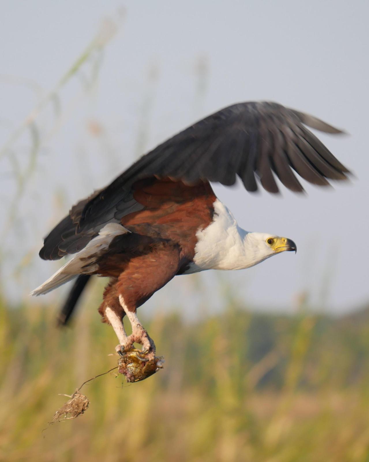 African Fish-Eagle Photo by Peter Lowe