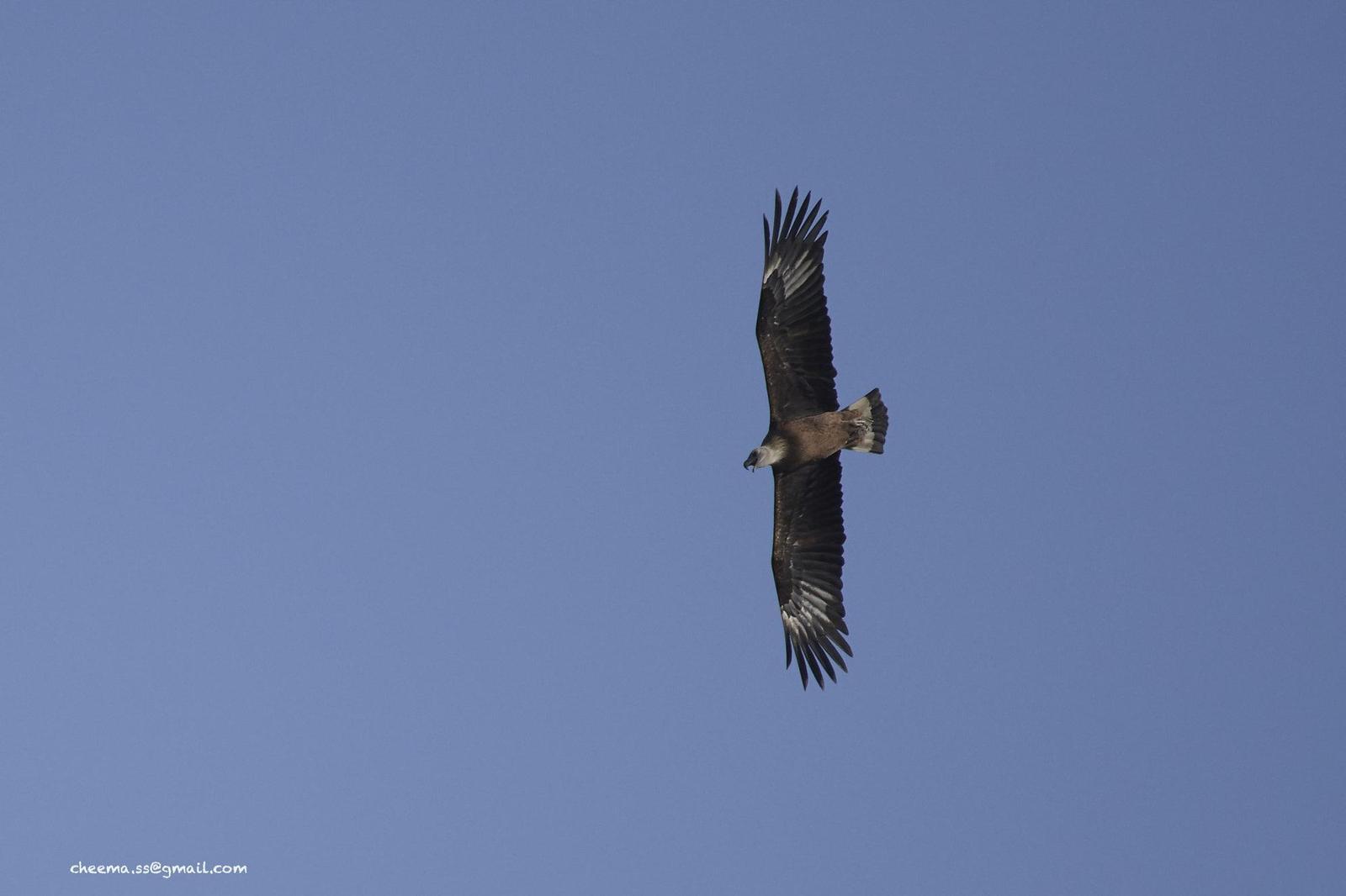 Pallas's Fish-Eagle Photo by Simepreet Cheema