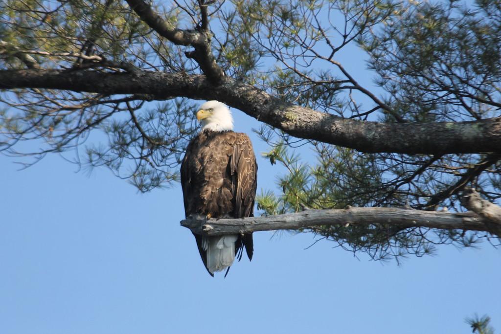 Bald Eagle Photo by Ruth Morrissette