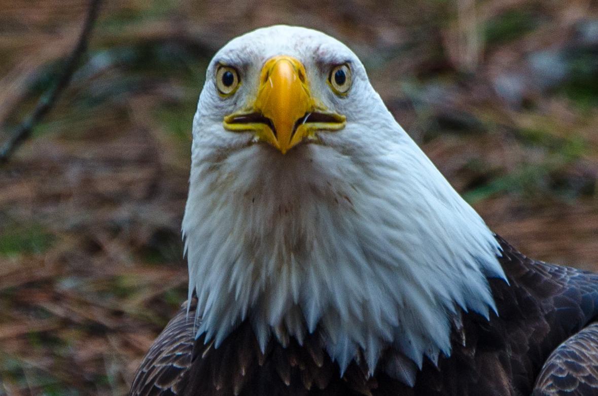 Bald Eagle Photo by Scott Yerges