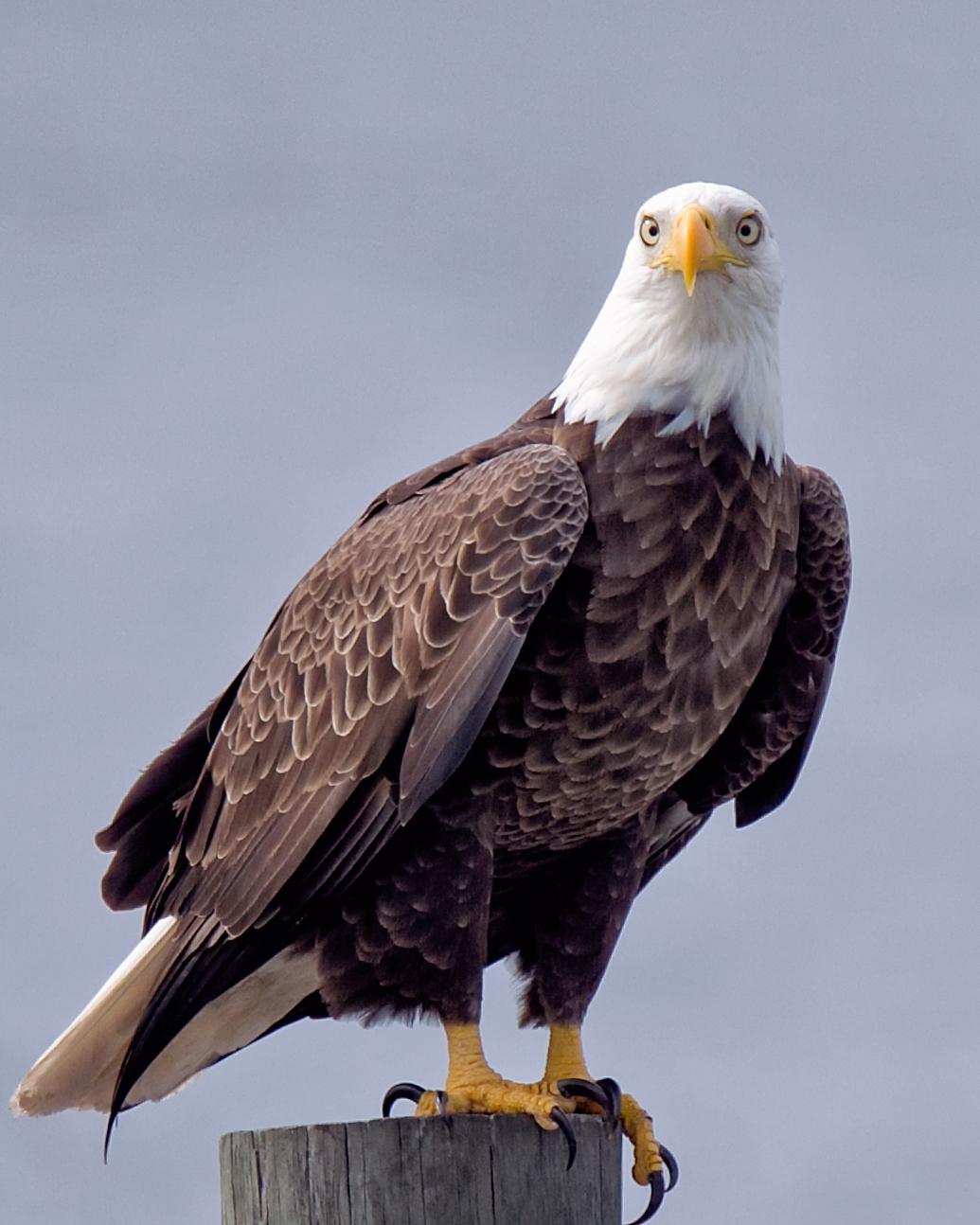 Bald Eagle Photo by JC Knoll