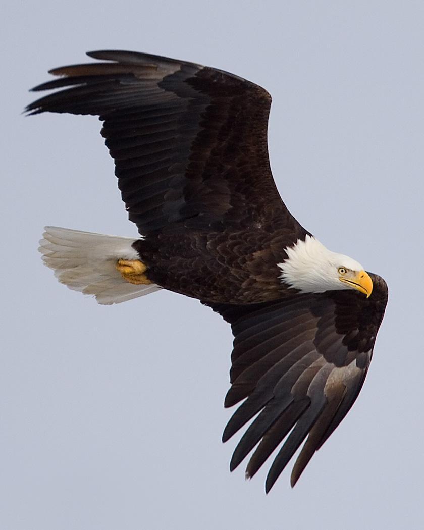 Bald Eagle Photo by Josh Haas