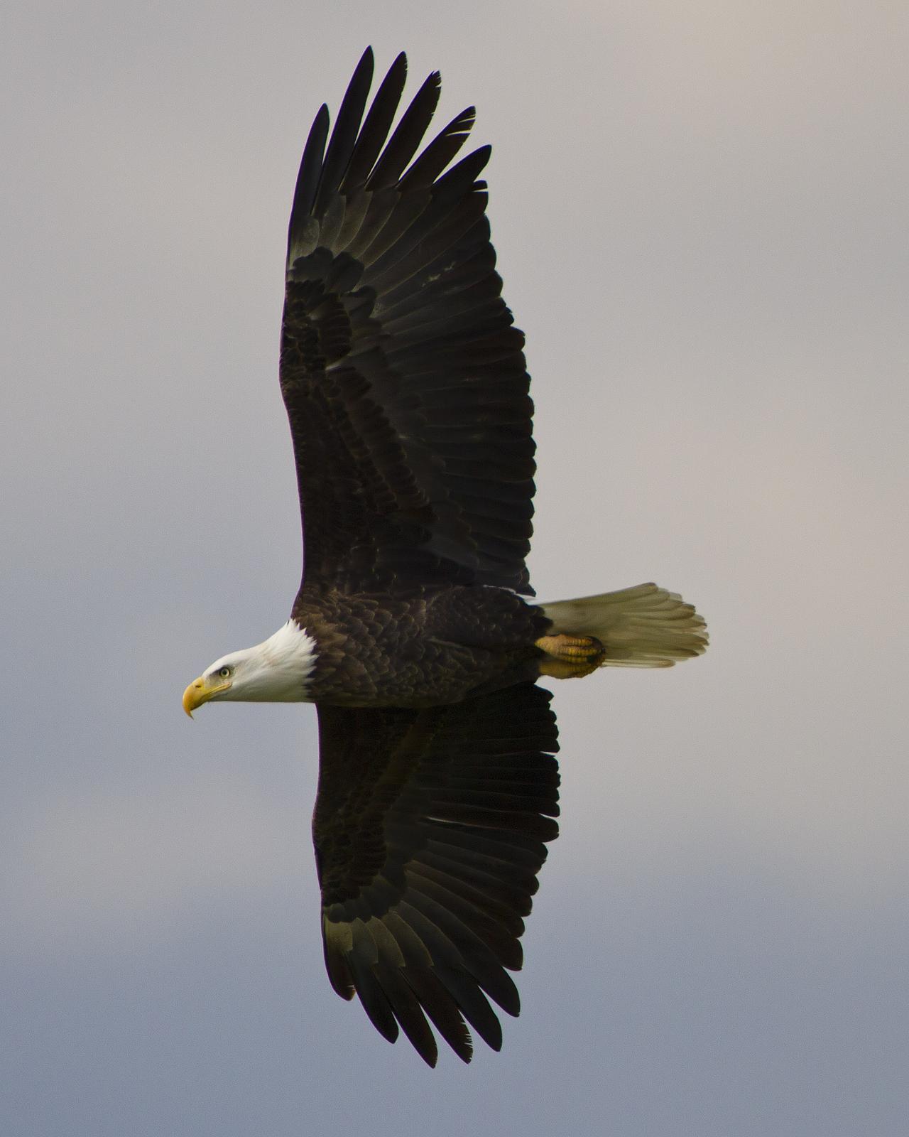 Bald Eagle Photo by Bill Adams