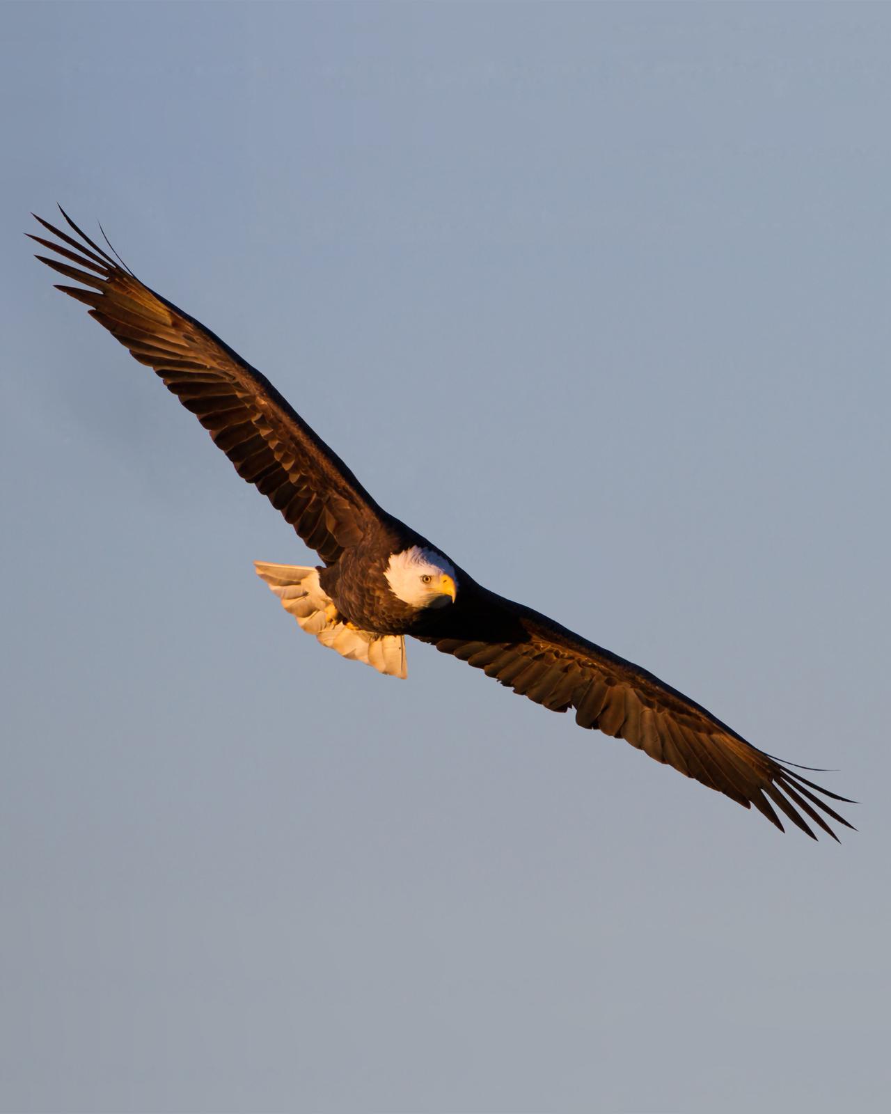 Bald Eagle Photo by Bill Adams