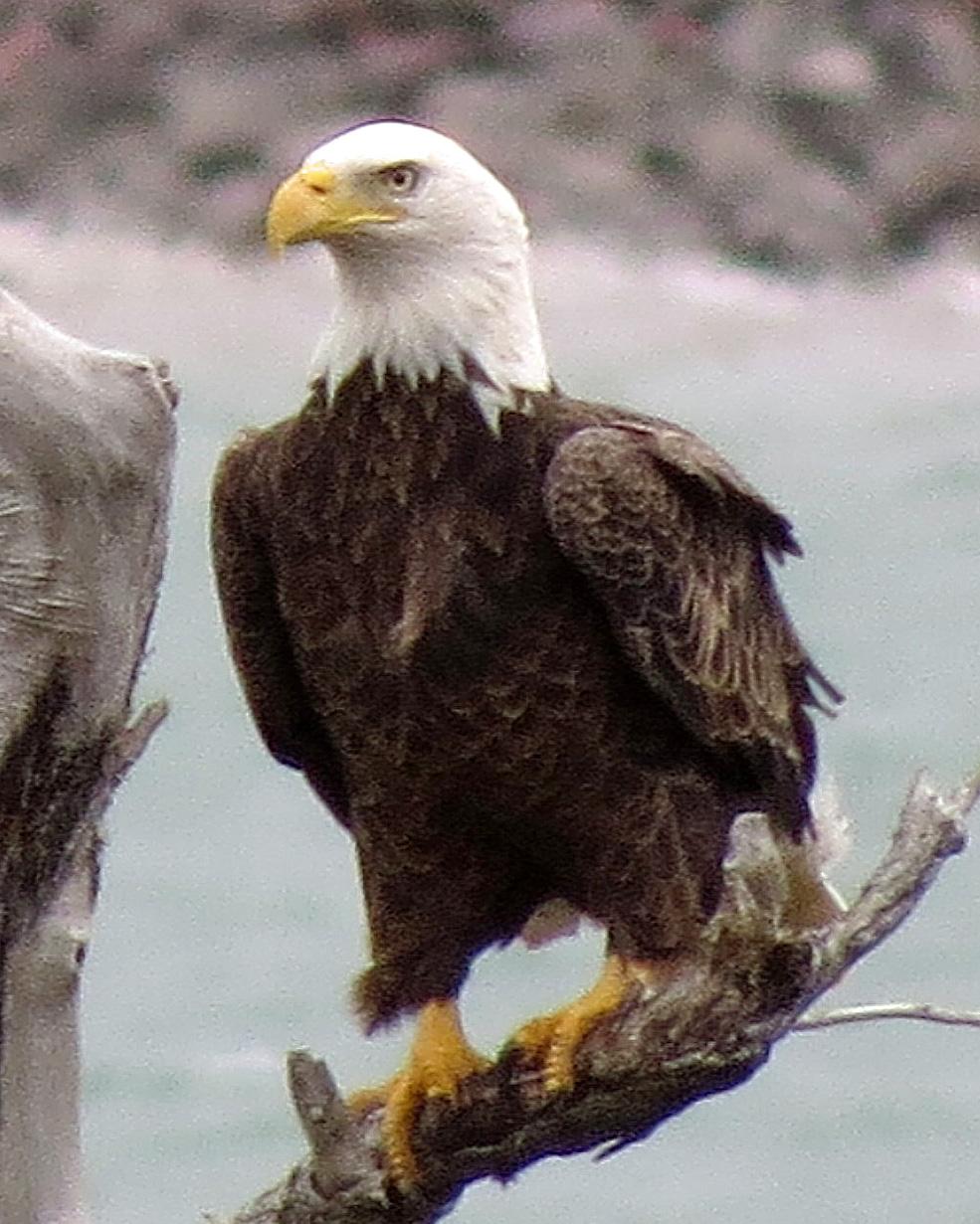 Bald Eagle Photo by Kelly Preheim