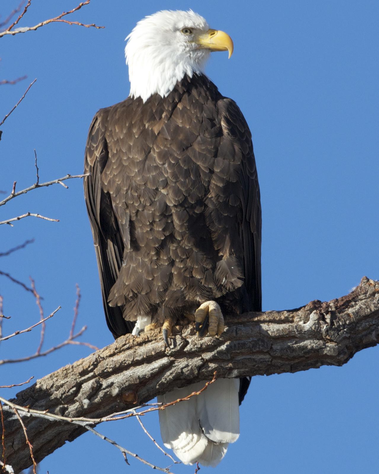 Bald Eagle Photo by Mark Baldwin