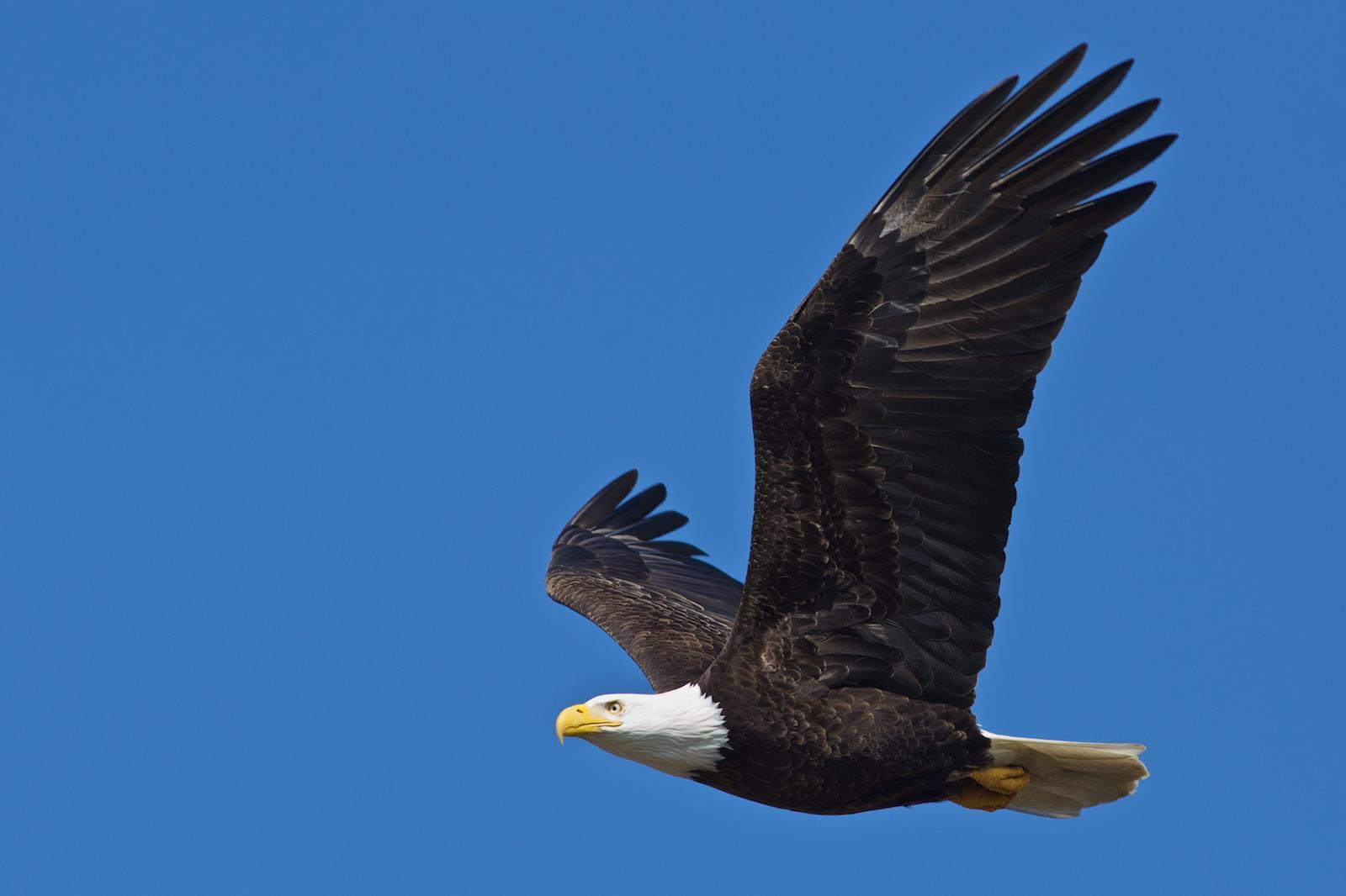 Bald Eagle Photo by Robin Horn