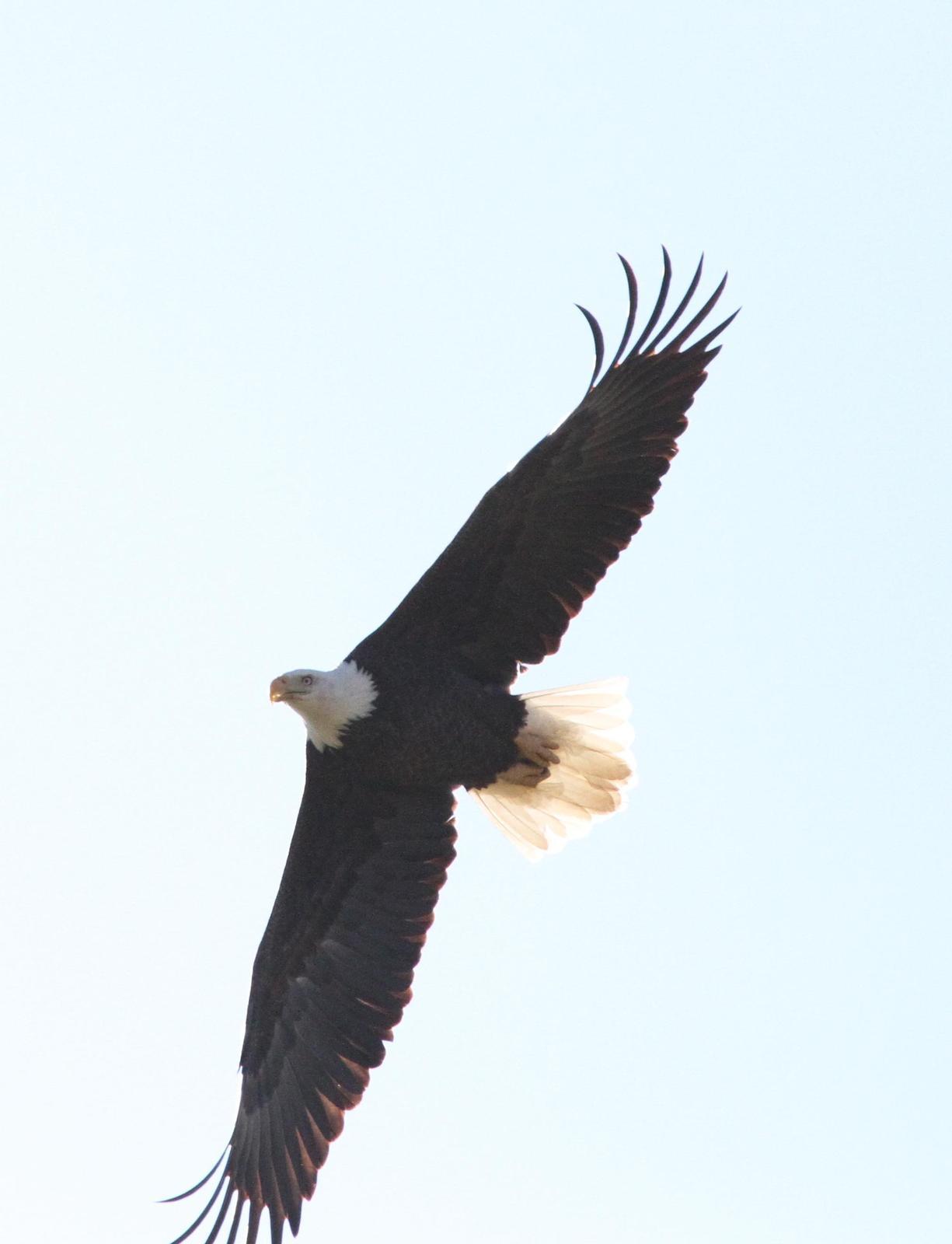 Bald Eagle Photo by Kim Beard