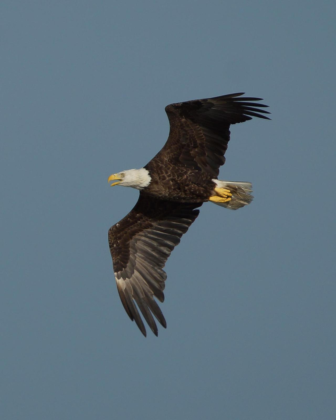 Bald Eagle Photo by Steve Percival