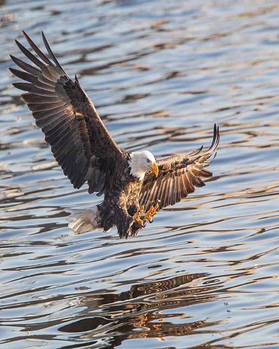 Bald Eagle Photo by Troy Nemitz