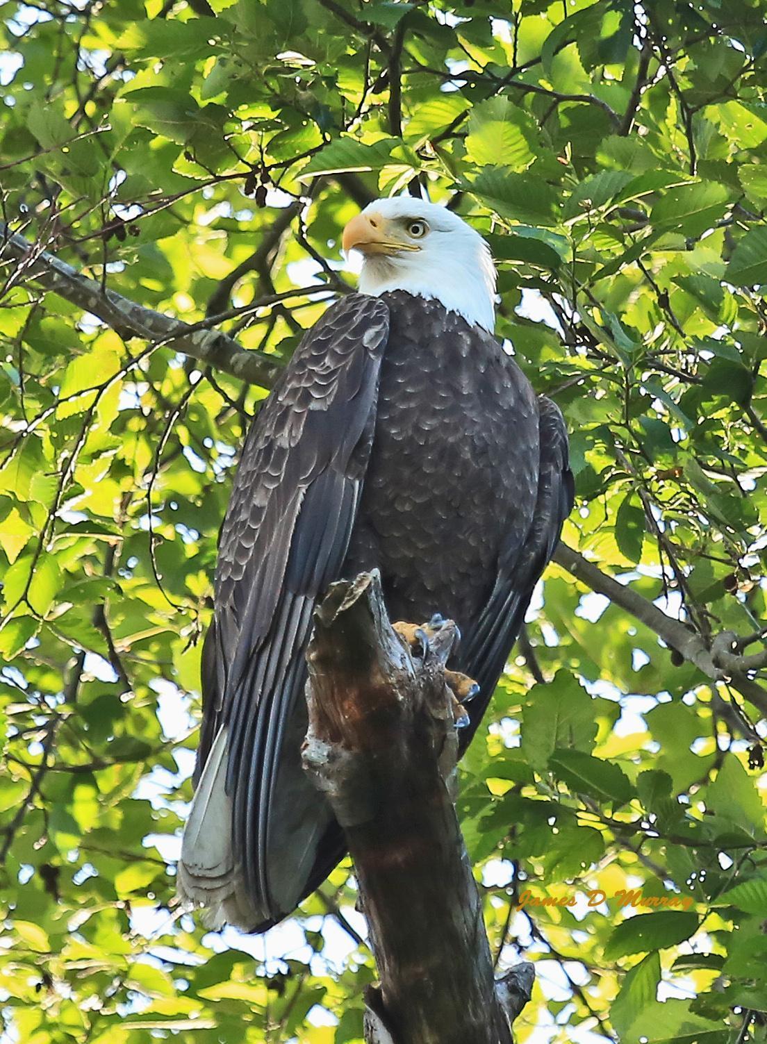 Bald Eagle Photo by Jim  Murray