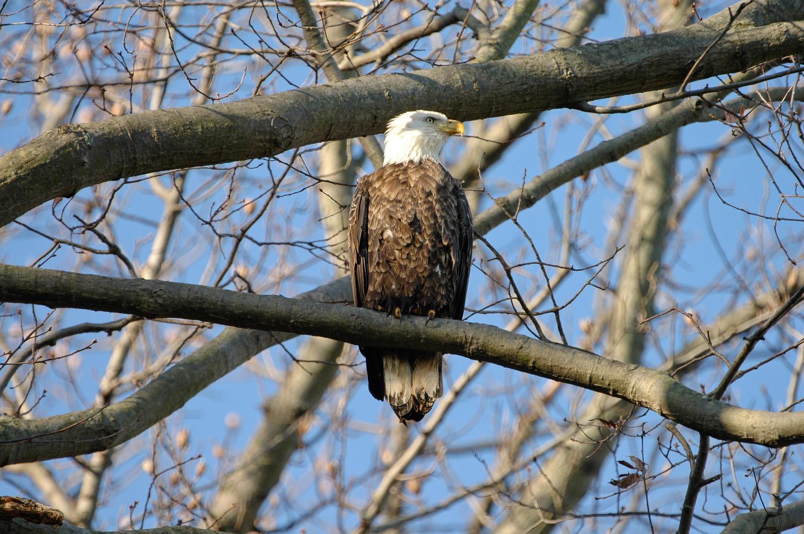 Bald Eagle Photo by Tom Ford-Hutchinson