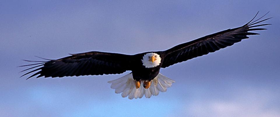 Bald Eagle Photo by Robert Evans