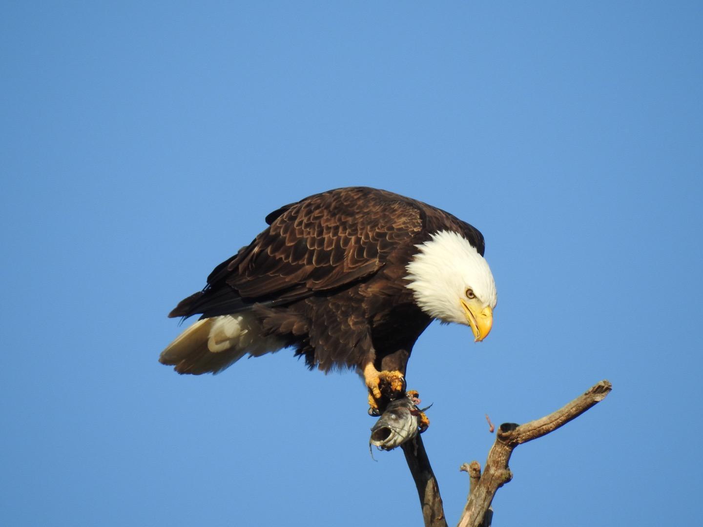 Bald Eagle Photo by Gregory Estep