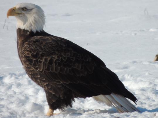 Bald Eagle Photo by Tony Heindel