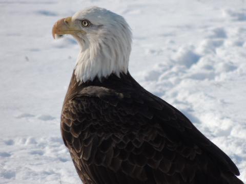 Bald Eagle Photo by Tony Heindel