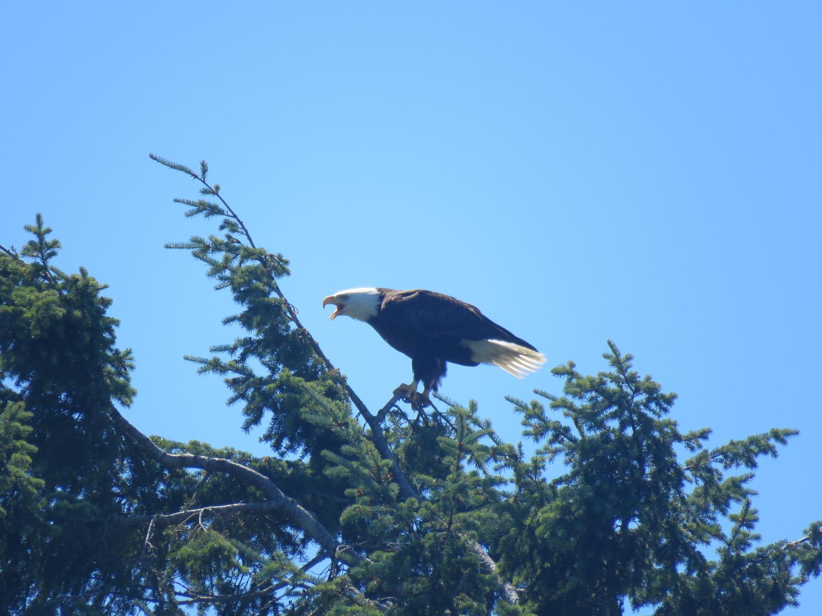 Bald Eagle Photo by Nolan Keyes