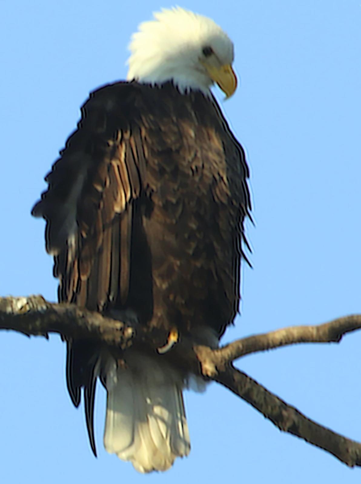 Bald Eagle Photo by Dan Tallman