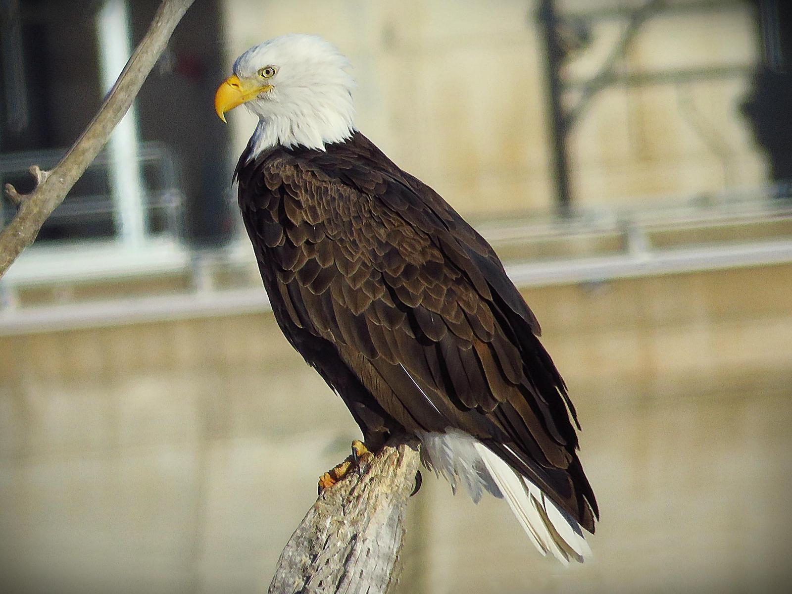Bald Eagle Photo by Bob Neugebauer