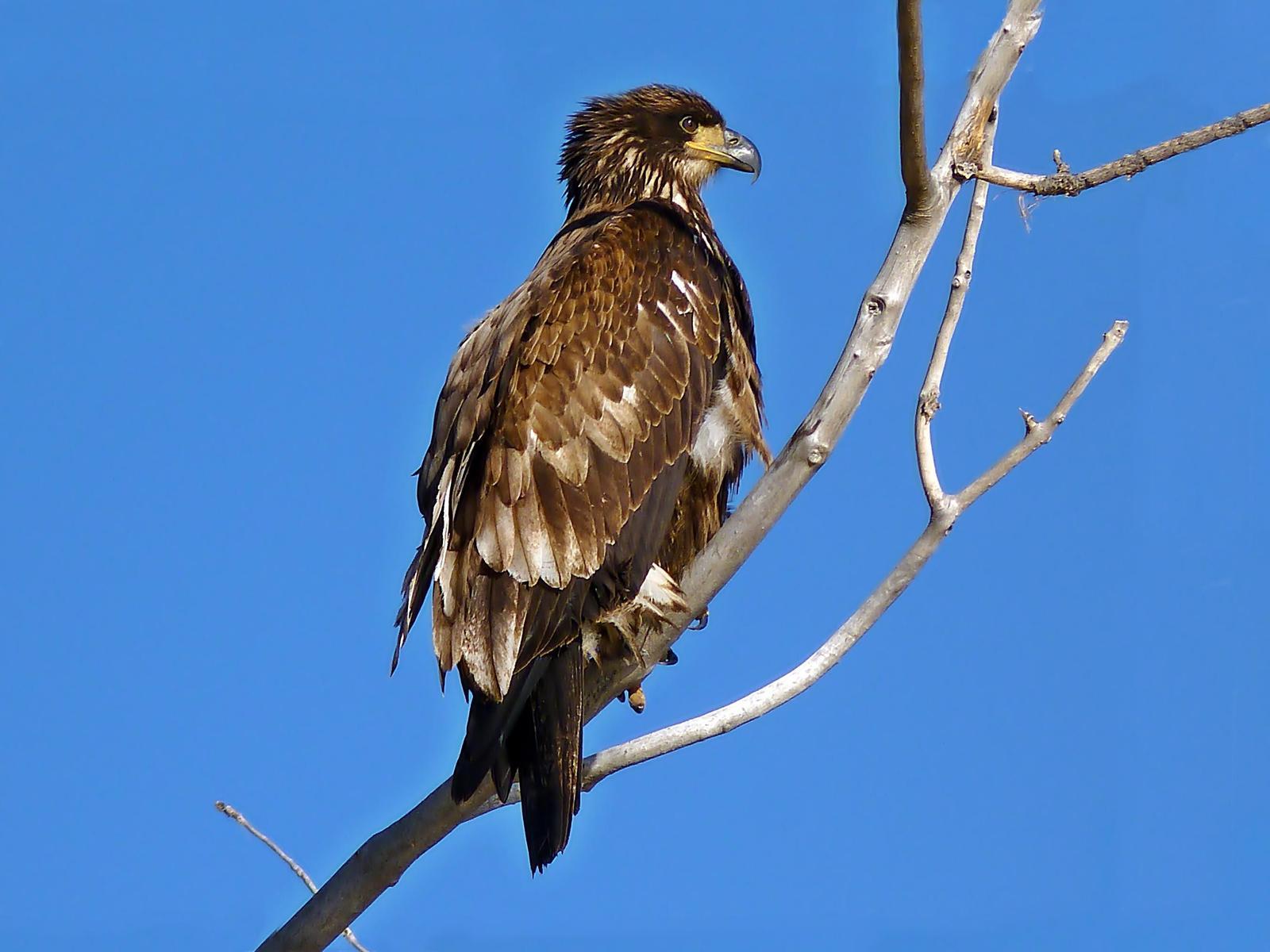 Bald Eagle Photo by Bob Neugebauer