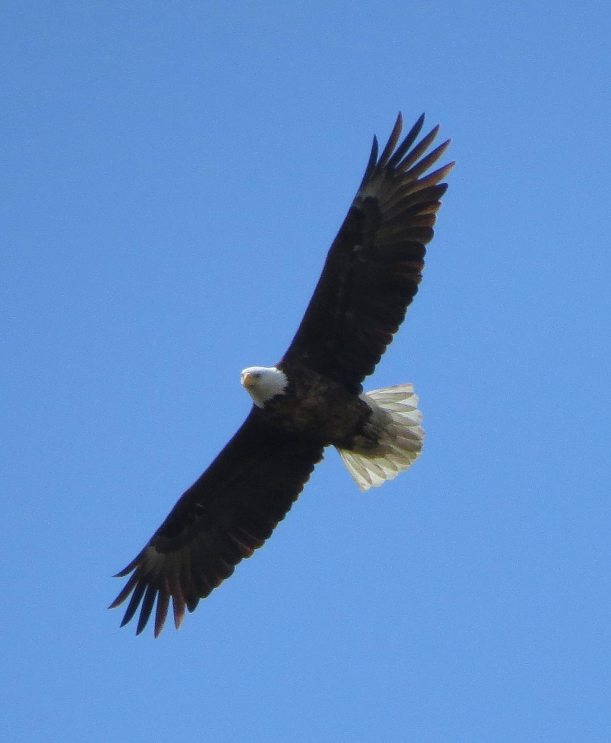 Bald Eagle Photo by Kent Jensen
