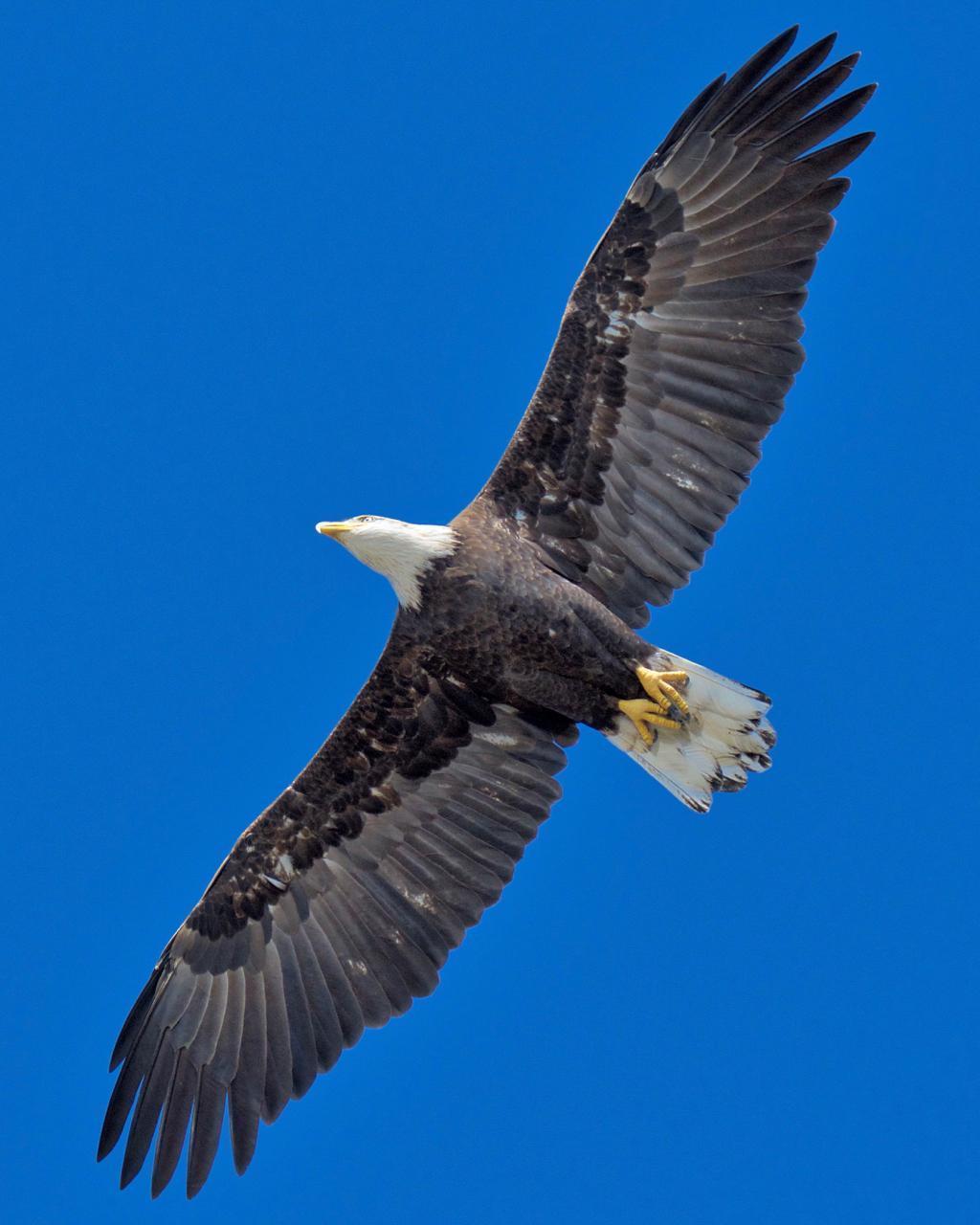 Bald Eagle Photo by Brian Avent