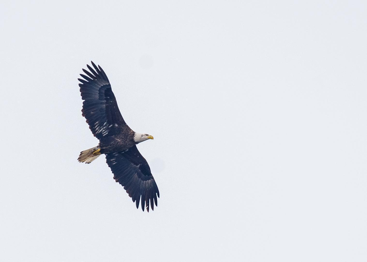 Bald Eagle Photo by Keshava Mysore