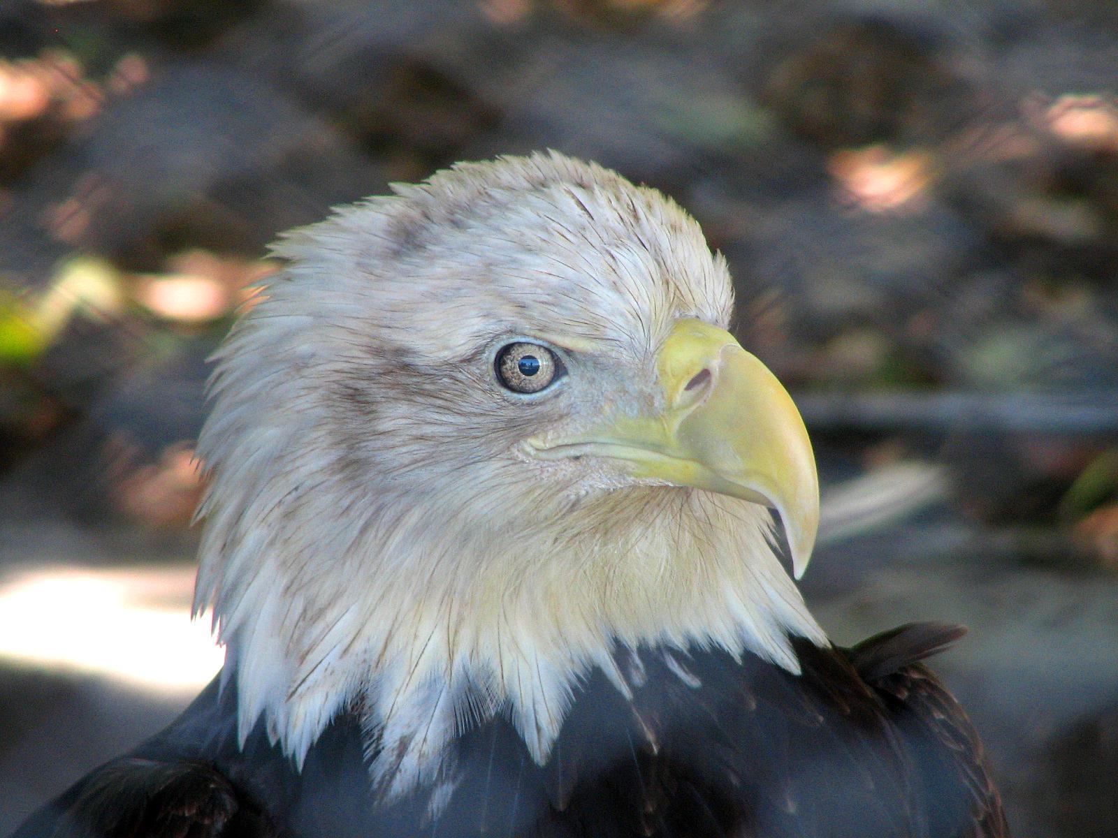Bald Eagle Photo by Tom Gannon