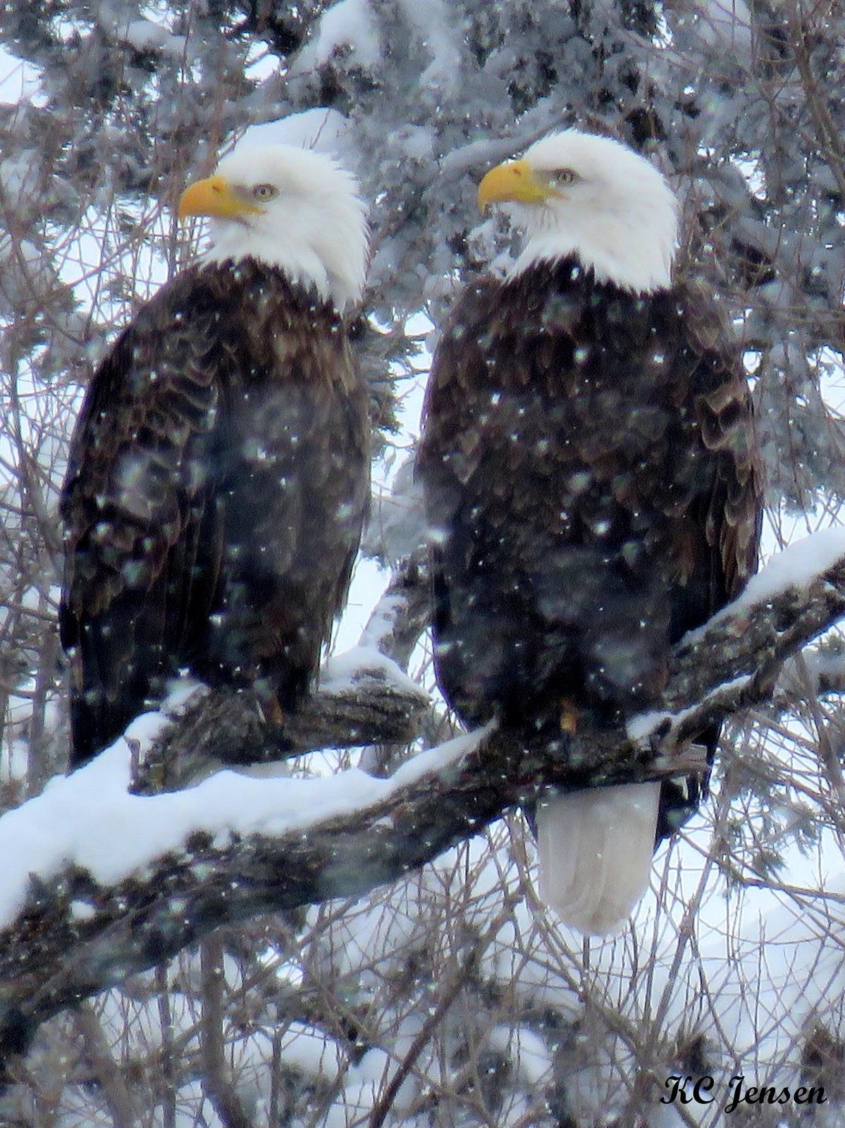 Bald Eagle Photo by Kent Jensen