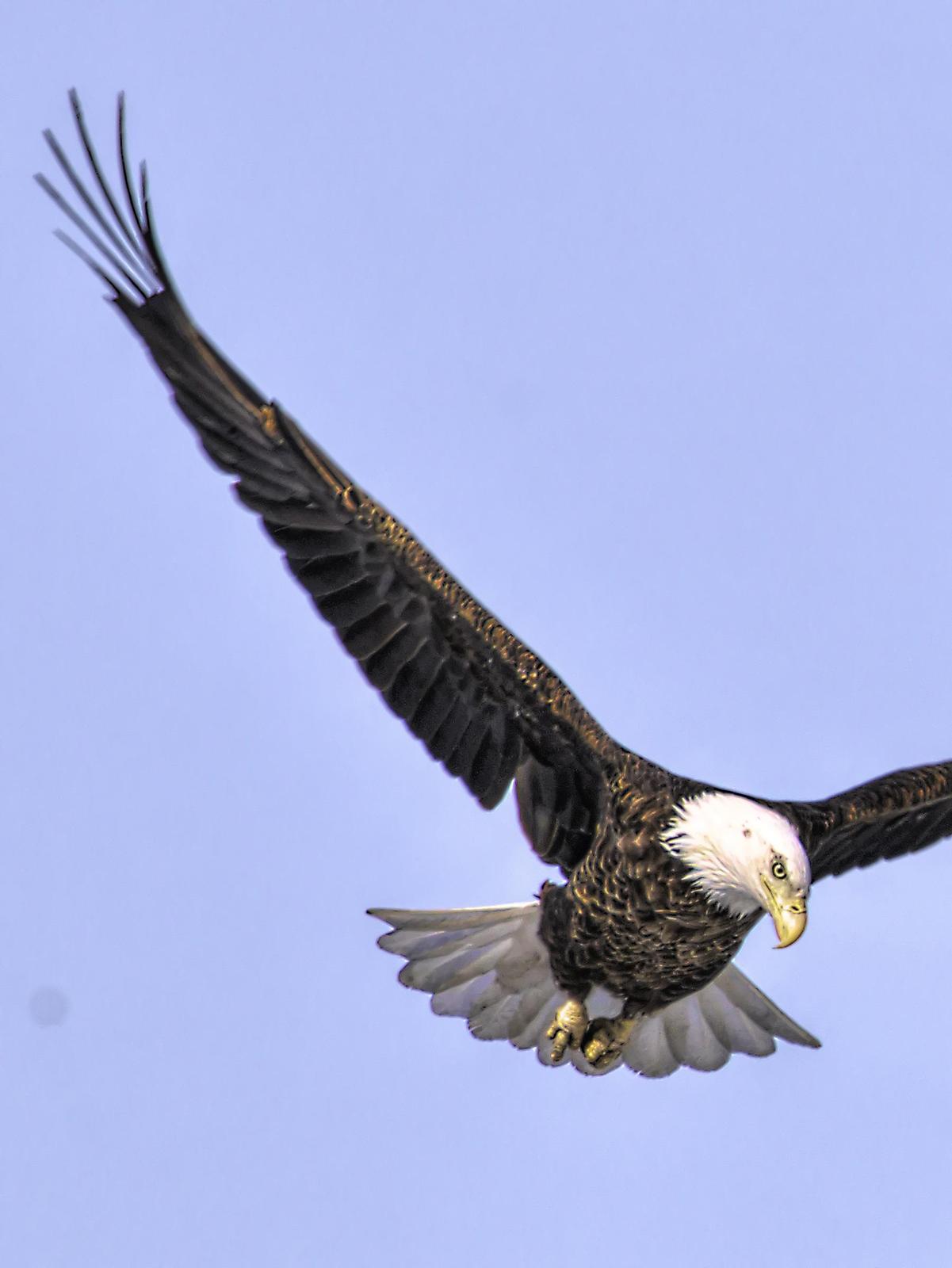 Bald Eagle Photo by Dan Tallman