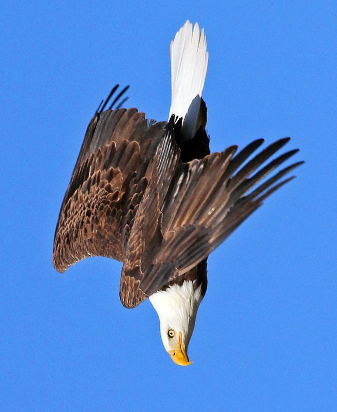 Bald Eagle Photo by Tom Gannon