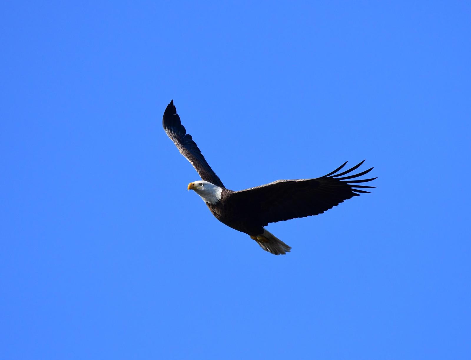 Bald Eagle Photo by Jacob Zadik