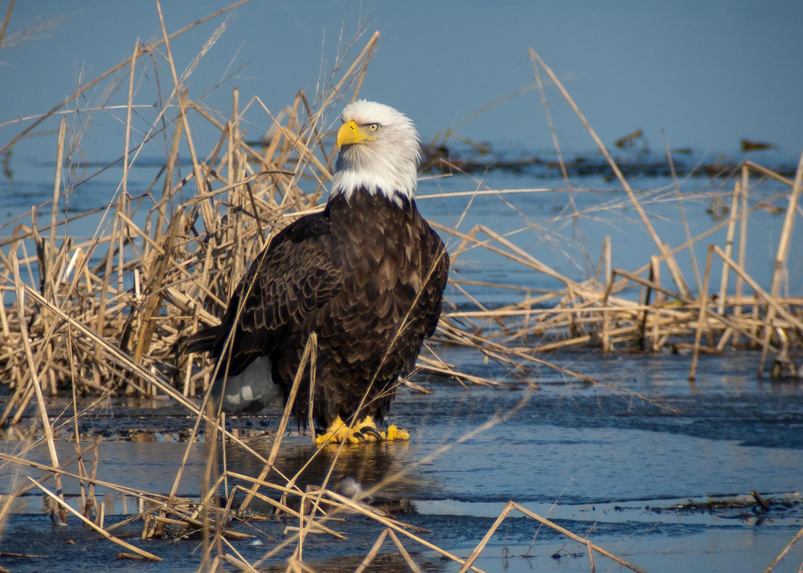 Bald Eagle Photo by Gerald Hoekstra